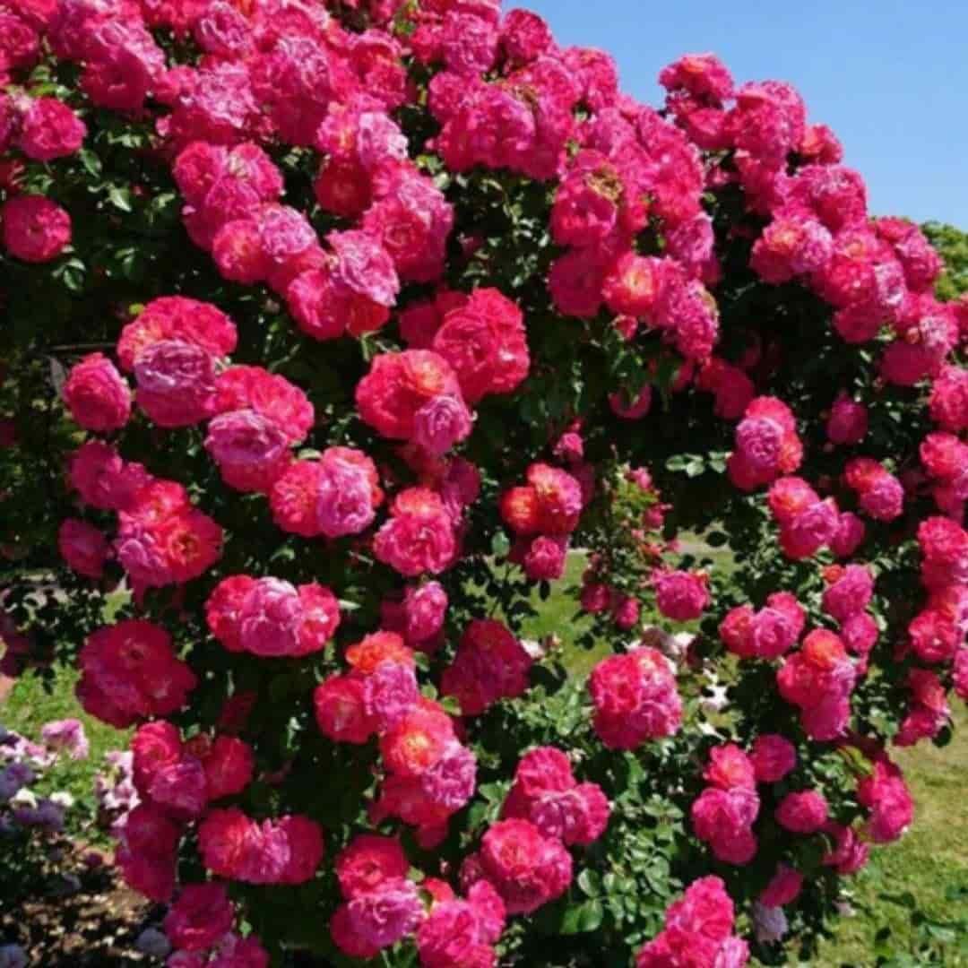🌹 Elegant Climbing Rose Flower Seeds- 9 Rare and Breathtaking Colors Seeds(IMPORTED)