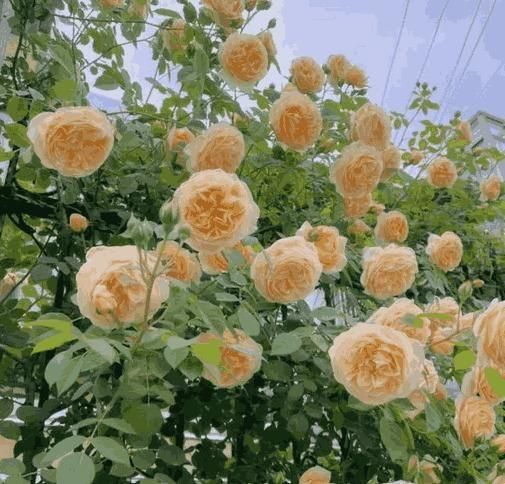 🌹 Elegant Climbing Rose Flower Seeds- 9 Rare and Breathtaking Colors Seeds(IMPORTED)