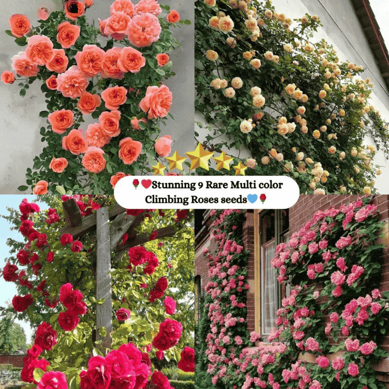 🌹 Elegant Climbing Rose Flower Seeds- 9 Rare and Breathtaking Colors Seeds(IMPORTED)